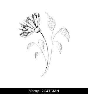 Dessin vectoriel fleurs camomille dessinée à la main, pâquerettes. Fleur d'artichaut de Jérusalem. Dessins botaniques, page de coloriage, fleurs sur fond blanc Illustration de Vecteur