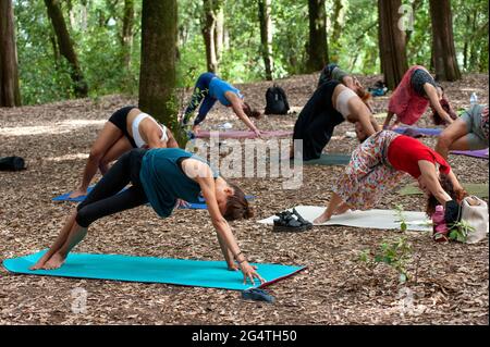 Faire du yoga dans les bois. Les femmes en harmonie avec la nature Banque D'Images