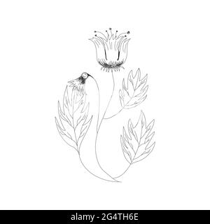 Illustration vectorielle monochrome de fleurs. Magnifique tigre lilly isolé sur fond blanc. Élément pour la conception de cartes de vœux et d'invitations. Illustration de Vecteur