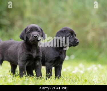 Deux chiots labrador retriever Banque D'Images