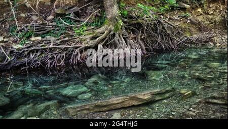 Racines d'arbre sur la rive d'un ruisseau clair.Paysage naturel Banque D'Images