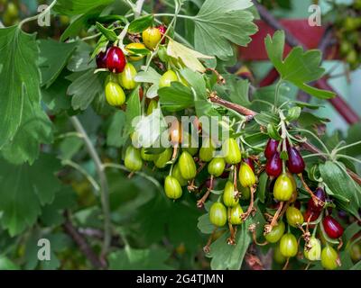 Branches avec grappes ovales de baies de cassis, rouge et vert non mûres accrochées sur une brousse à l'extérieur. Banque D'Images