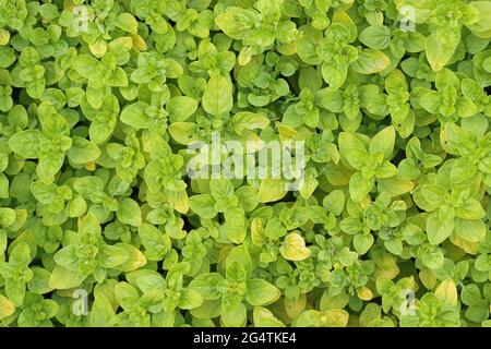 Origan aux herbes jaunissement, variété Origanum vulgare Thumbles, feuilles de plantes sans fleurs ni fond. Banque D'Images