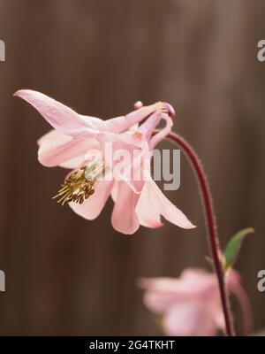 Gros plan d'un Aquilegia vulgaris rétroéclairé, tête de fleur montrant la tige des pétales et les étamines Banque D'Images