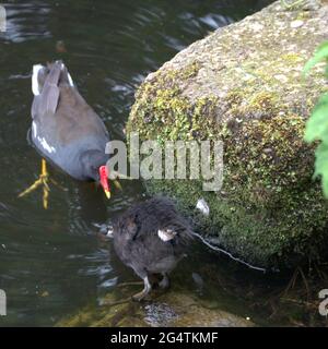 Mère Moorhen nourrissant sa poussin sur le côté de l'étang du village Banque D'Images