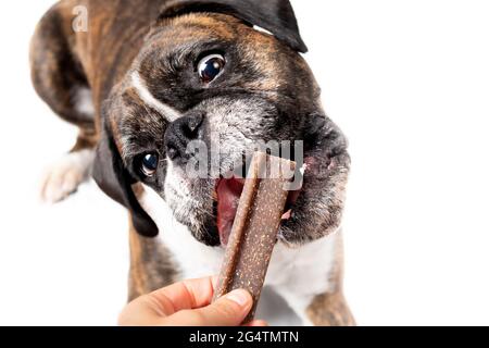 Chien avec un bâton à mâcher dentaire devant la bouche ouverte. Vue de dessus du boxeur femelle recevant un grand soin veggie brun de la main du propriétaire. Chien en action. Banque D'Images