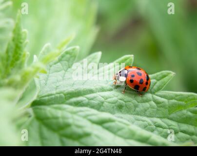 Coccinelle sur un congé de menthe, gros plan. Belle vue latérale d'un coccinelle adulte, d'un coléoptère de dame, d'une horloge de dame et d'une mouche de dame. Les coccinelles se nourrissent des pucerons et sont Banque D'Images