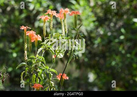 Fleur de mérecraque d'orange Crossandra infundibuliformis que l'on trouve dans le sud de l'Inde et dans le Srilanka. Fleurs de l'Inde Banque D'Images