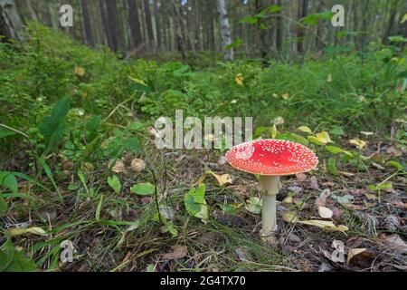 Mouche agarique / mouche amanita champignon (Amanita muscaria) dans la forêt en automne Banque D'Images