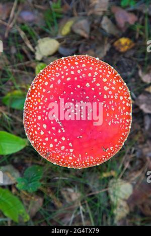 Gros plan du capuchon rouge de la mouche agarique / mouche champignon amanita (Amanita muscaria) montrant des taches blanches, des verrues en forme de pyramide, des restes du voile universel Banque D'Images