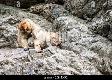 Macaques Barbariaires (Macaca Sylvanus) dans le zoo de Prague Banque D'Images