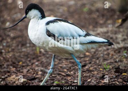 Pied avocat (Recurvirostra avosetta) au zoo de Prague Banque D'Images