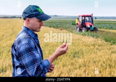 Agriculteur ou agronome dans le champ de blé examinant la qualité du rendement. Travailleur agricole vérifiant le grain de blé. Banque D'Images