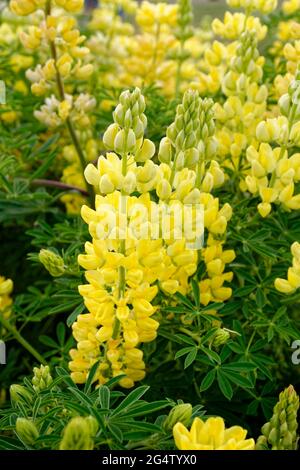 Arbre jaune Lupin, Lupinus arboreus fleurs. Banque D'Images