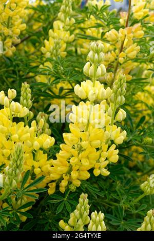 Arbre jaune Lupin, Lupinus arboreus fleurs. Banque D'Images