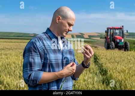 Agriculteur ou agronome dans le champ de blé examinant la qualité du rendement. Travailleur agricole vérifiant le grain de blé. Banque D'Images