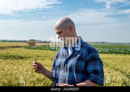 Agriculteur ou agronome dans le champ de blé examinant la qualité du rendement. Travailleur agricole vérifiant le grain de blé. Banque D'Images