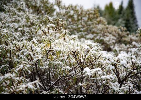 Coup de froid soudain. Neige sur l'arbre. La neige est soudainement tombée sur les branches d'un arbre Banque D'Images