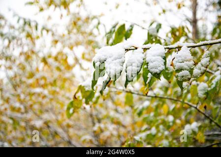 Coup de froid soudain. Neige sur l'arbre. La neige est soudainement tombée sur les branches d'un arbre Banque D'Images