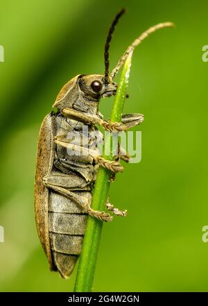 Orchid Beetle Banque D'Images