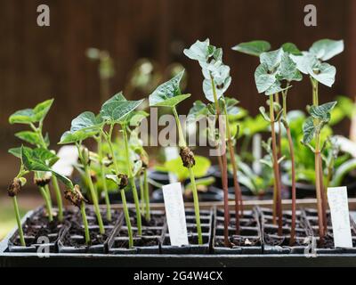 Plantules de haricot de pôle et de buisson dans un entraîneur de racine Banque D'Images