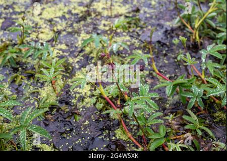 Collection botanique, Comarum palustre ou plante médicinale Potentilla palustris, connue sous les noms communs de marshlocks pourpres, cyquefoil marécageux et mars Banque D'Images