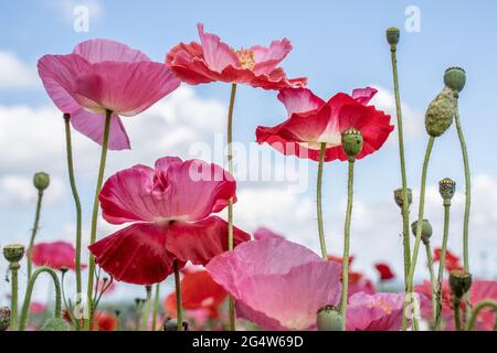 Coquelicots roses sur fond bleu ciel Banque D'Images