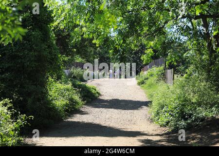 Parland Walk, un parc linéaire, anciennement une ligne de chemin de fer, allant de Finsbury Park à Muswell Hill et maintenant une réserve naturelle, dans le nord de Londres, Royaume-Uni Banque D'Images