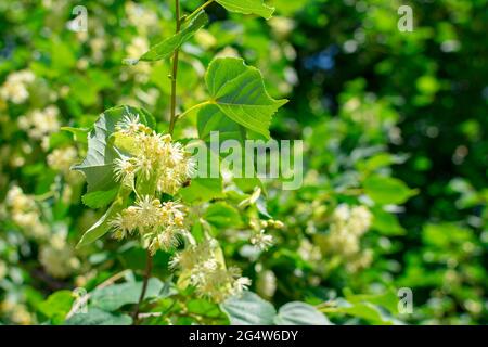 Fleurs de tilleul sur les branches d'un arbre avec un arrière-plan flou. Arrière-plan naturel. Mise au point sélective. Flou artistique. La base de la carte postale. Banque D'Images