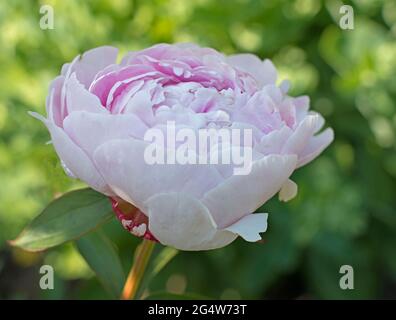 Peonie, Sahra Bernheart Banque D'Images