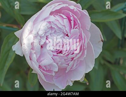 Peonie, Sahra, Bernheart Banque D'Images