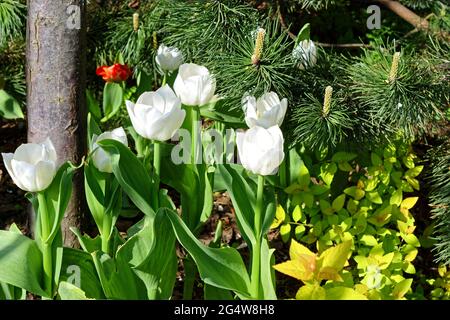 Tulipes blanches fleuries sur un lit de fleur de ville lors d'un jour de printemps brillant. Banque D'Images