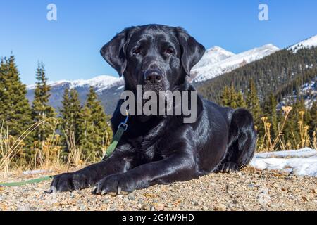 Le chien Labrador retriever, calme et noir, repose sur la terre avec la forêt nationale Arapaho derrière lui et les montagnes Rocheuses enneigées au loin. Banque D'Images