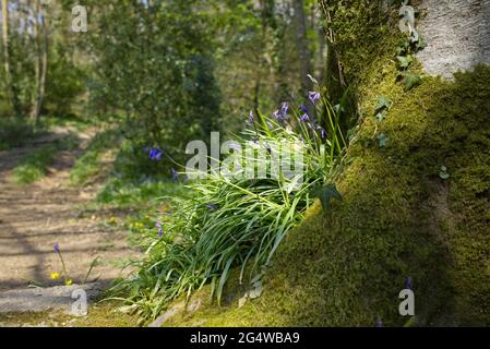 Les bleuins poussent par un arbre de mousse dans les bois près de Llanhydrock, dans les Cornouailles, à côté du chemin. Banque D'Images