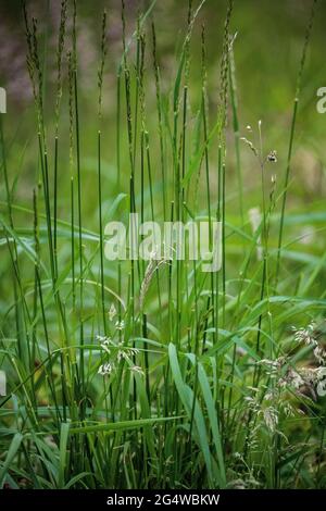 La longue herbe étant autorisée à se développer et à fleurir pour attirer les oiseaux, les insectes et les invertébrés dans le cadre d'un exercice de flétrissement Banque D'Images