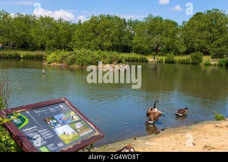 Jubilee Pond, Wanstead appartements, parc, Forest Gate, E7, Londres, royaume-uni Banque D'Images