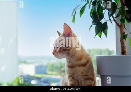 Gros plan d'un joli petit chaton au gingembre est assis sur le rebord de la fenêtre et regarde sur le côté. Un animal de compagnie. Mise au point sélective, espace de copie. Banque D'Images