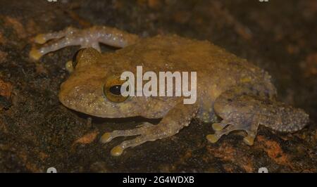 Grenouille brune sur une feuille; petite grenouille; petite grenouille mignonne; Pseudophilautus fergusonianus du Sri Lanka; endémique au Sri Lanka; grenouilles dans la ville; Banque D'Images