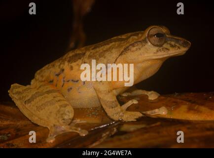Grenouille brune sur une feuille; grande grenouille; petite grenouille; Pseudophilautus reticulatus du Sri lanka; endémique au Sri Lanka; grenouilles dans la ville; Banque D'Images