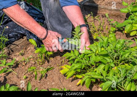 Femme enlevant des feuilles sur la plante de pomme de terre affectée par le mildiou précoce. Banque D'Images