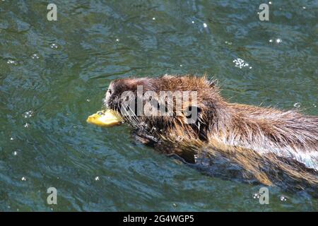 Vue latérale d'une fourrure Ondatra zibethicus nageant dans l'eau Banque D'Images