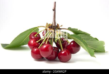 Cerises rouges avec des feuilles isolées sur fond blanc. Branche de baies mûres Banque D'Images
