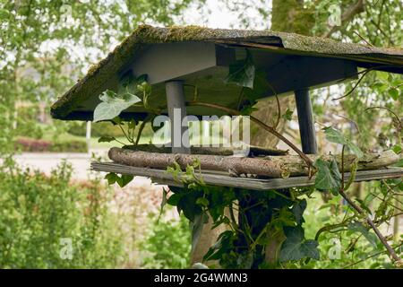 Vieux mangeoire à oiseaux en bois surcultivé avec hedera super-réducteur dans un jardin au printemps. Banque D'Images