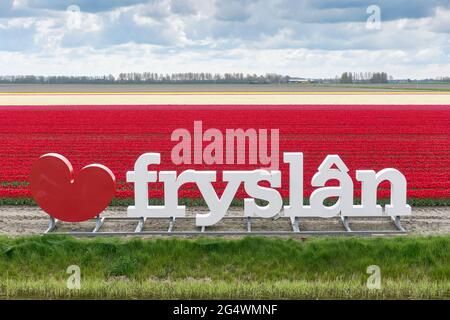 Grand signe Fryslân d'amour devant un champ de tulipe. La forme du coeur est formée comme une feuille de nénuphars ou un pompeblêd utilisé dans le drapeau frison. Banque D'Images