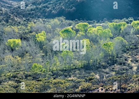 Verdure printanière fraîche le long de Sycamore Creek, Arizona Trail, Arizona, États-Unis Banque D'Images