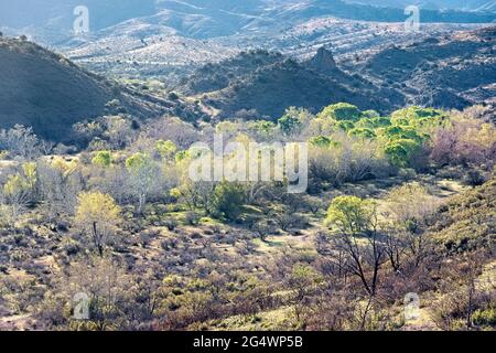 Verdure printanière fraîche le long de Sycamore Creek, Arizona Trail, Arizona, États-Unis Banque D'Images