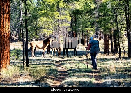 Chevaux sauvages sur le plateau de Kaibab, Arizona Trail, Arizona, U.S.A Banque D'Images