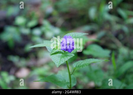 Gros plan d'une fleur Amethyst violette avec des feuilles vertes sur un arrière-plan flou Banque D'Images
