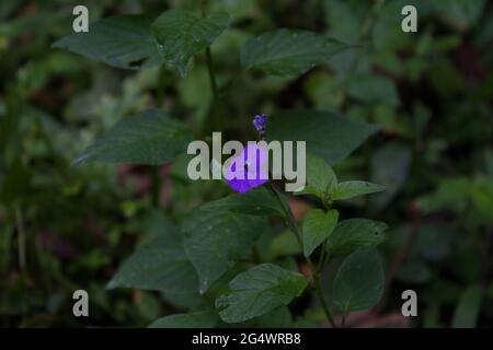 Gros plan d'une fleur Amethyst violette avec des feuilles vertes sur un arrière-plan flou Banque D'Images
