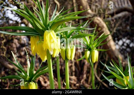 gelbe Kaiserkrone (Fritilaria impérialis Lutea Maxima) Banque D'Images